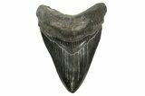 Fossil Megalodon Tooth - South Carolina #370000-1